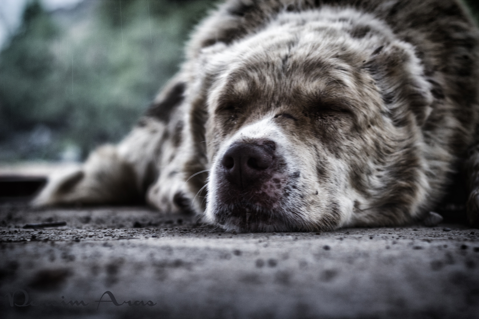 dog in the rain