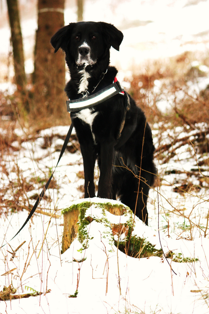 Dog in the snow.