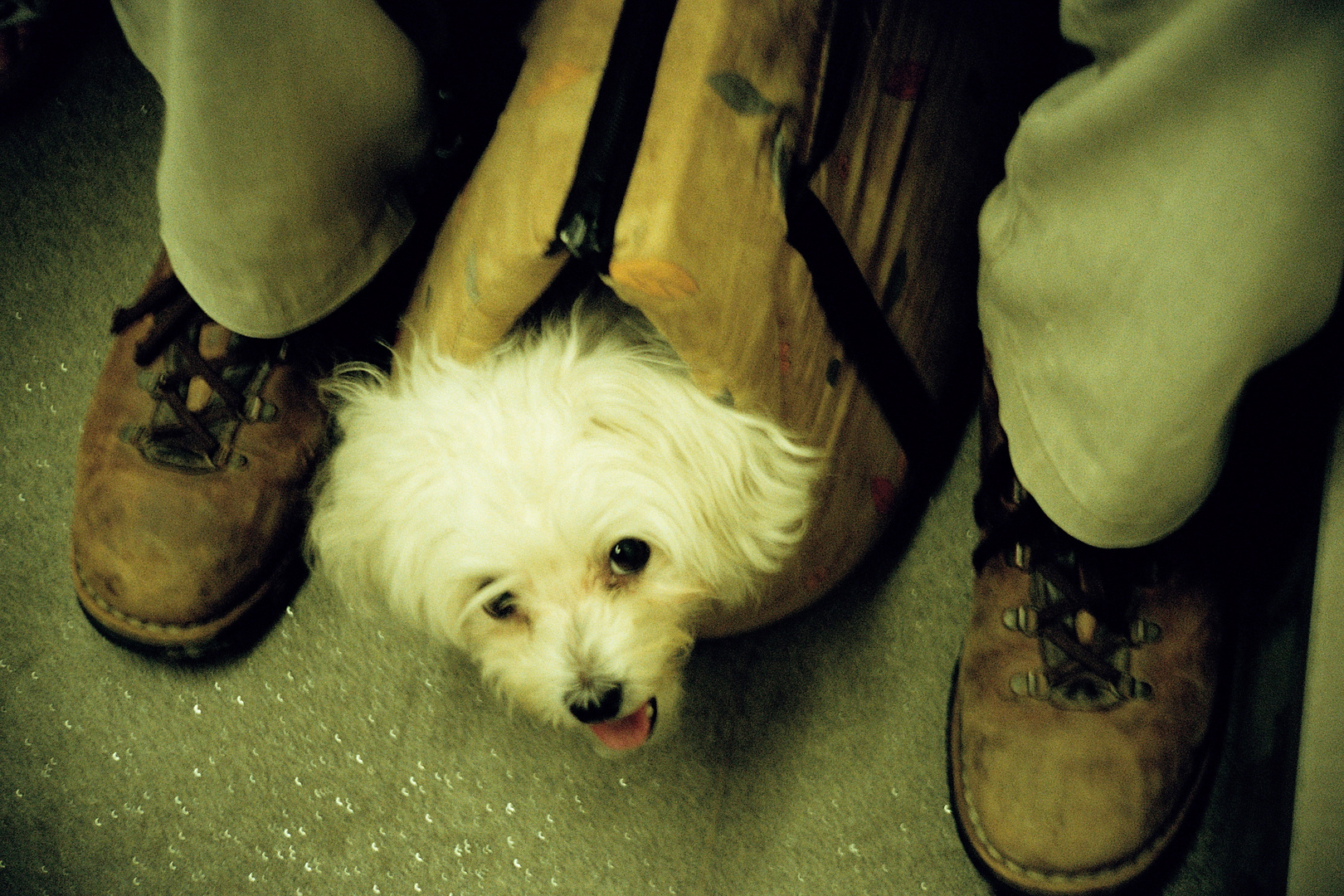 dog in train