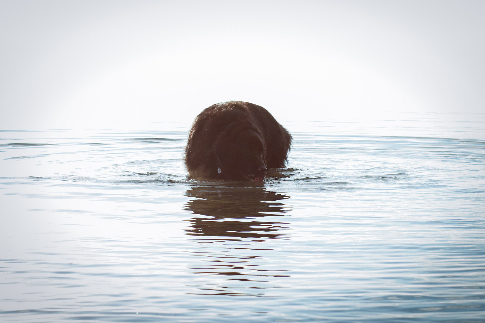 dog in water