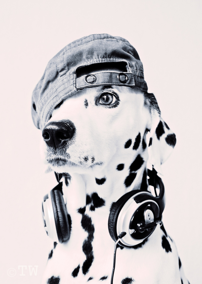 Dog is a DJ