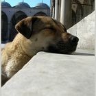 Dog - Istanbul