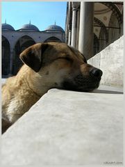 Dog - Istanbul
