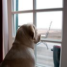 dog looking at the sea