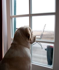 dog looking at the sea