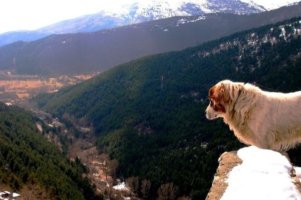 Dog looking panoramic view, Abruzzo (Italy)