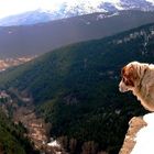 Dog looking panoramic view, Abruzzo (Italy)