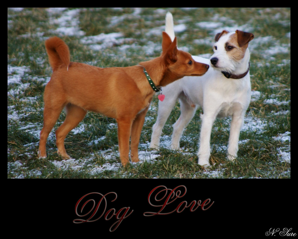 *** Dog Love ***