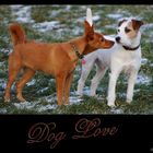 *** Dog Love ***