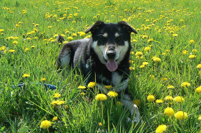 dog loves the buttercup flowers