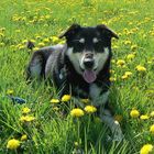 dog loves the buttercup flowers