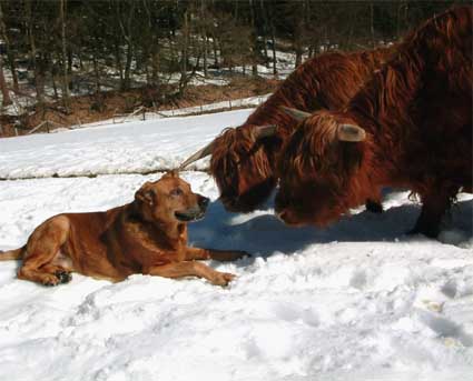 [dog meets cows]