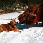 [dog meets cows]