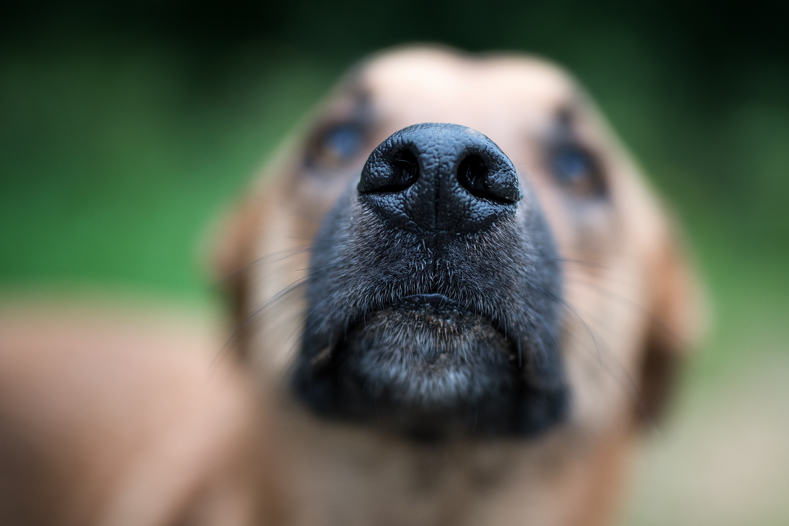 dog nose