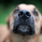 dog nose