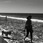 Dog on Beach