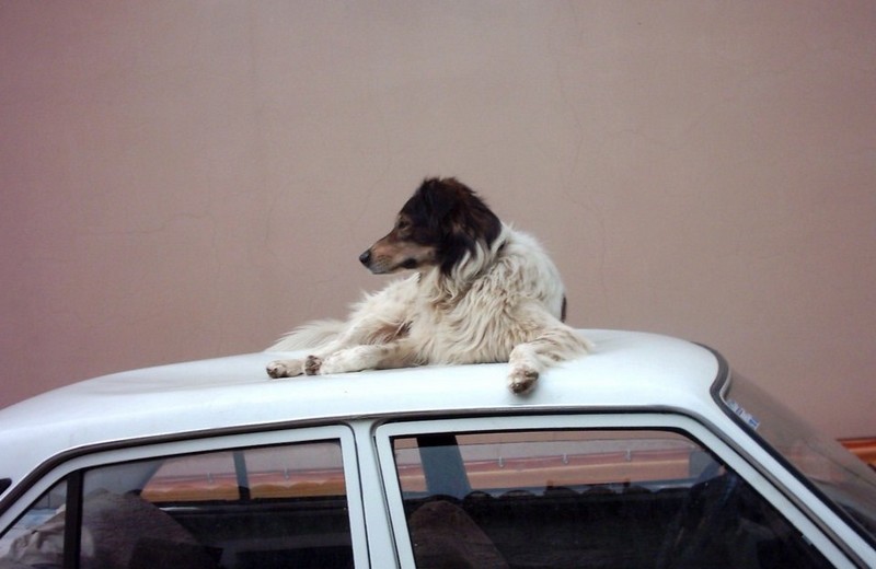 Dog on car