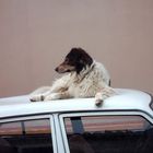 Dog on car