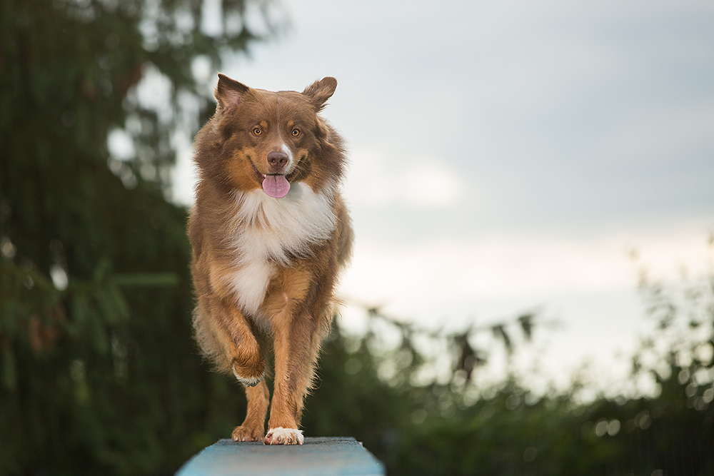 Dog on catwalk