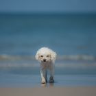 dog on catwalk, traditionelles Mittwochmittig :-))