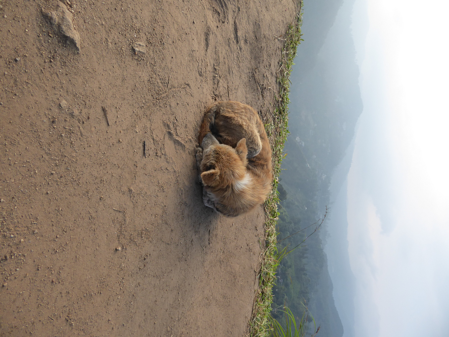 Dog on Sri Lanka's Little Adam's Peak 