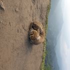 Dog on Sri Lanka's Little Adam's Peak 