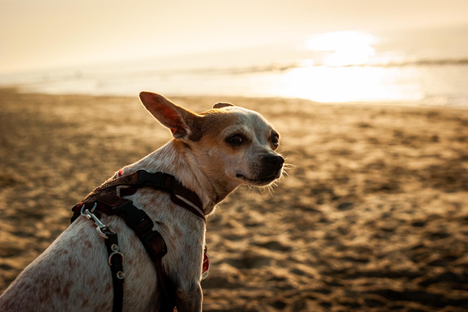 Dog on the beach