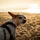 Dog on the beach