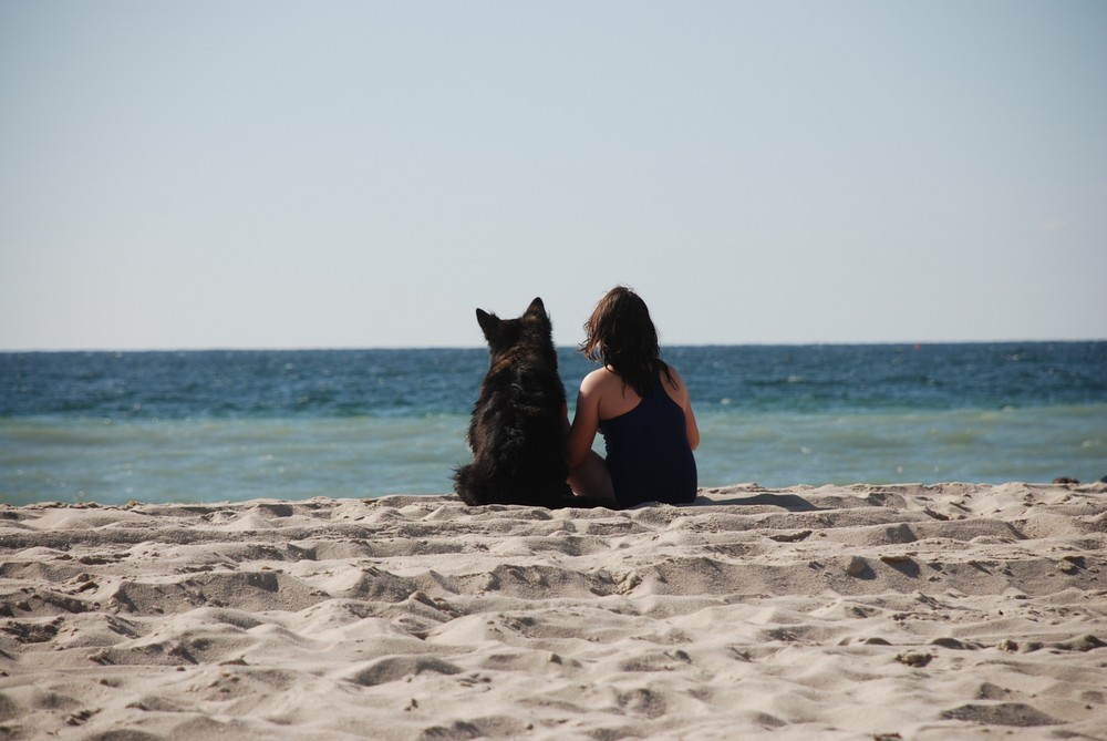 Dog on the beach