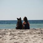 Dog on the beach