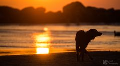 Dog on the beach