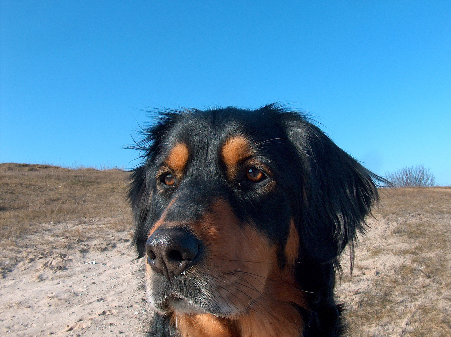 dog on the beach!