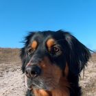 dog on the beach!