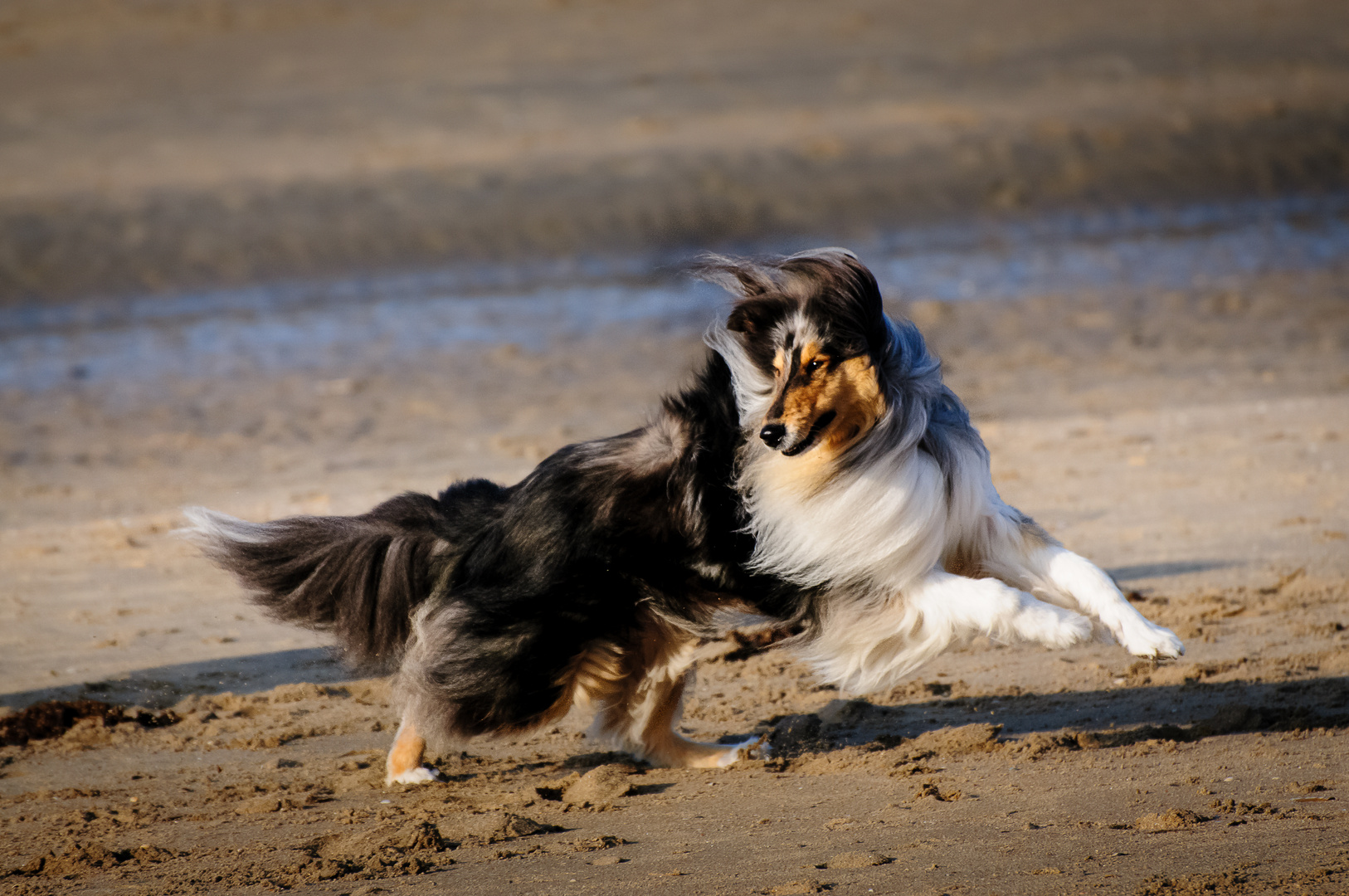 dog on the beach