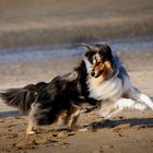 dog on the beach