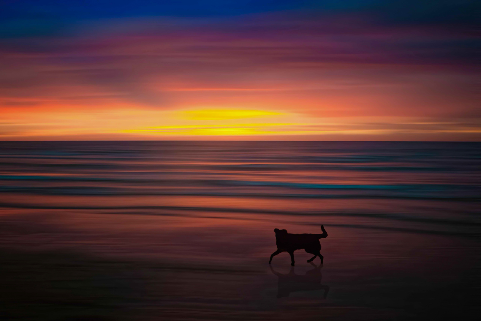 Dog on the beach