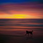 Dog on the beach