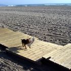 dog on the catwalk