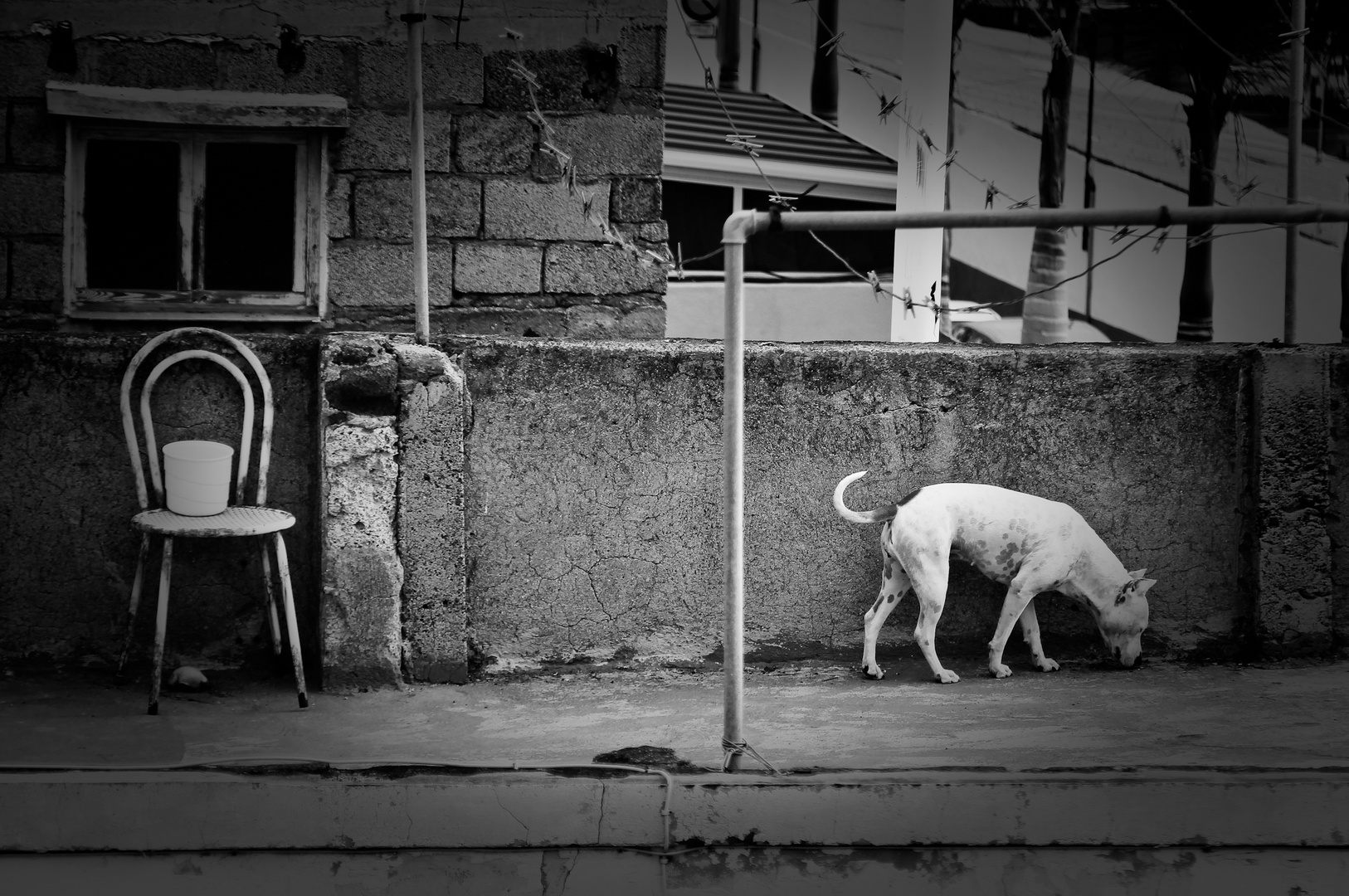 Dog on the Roof