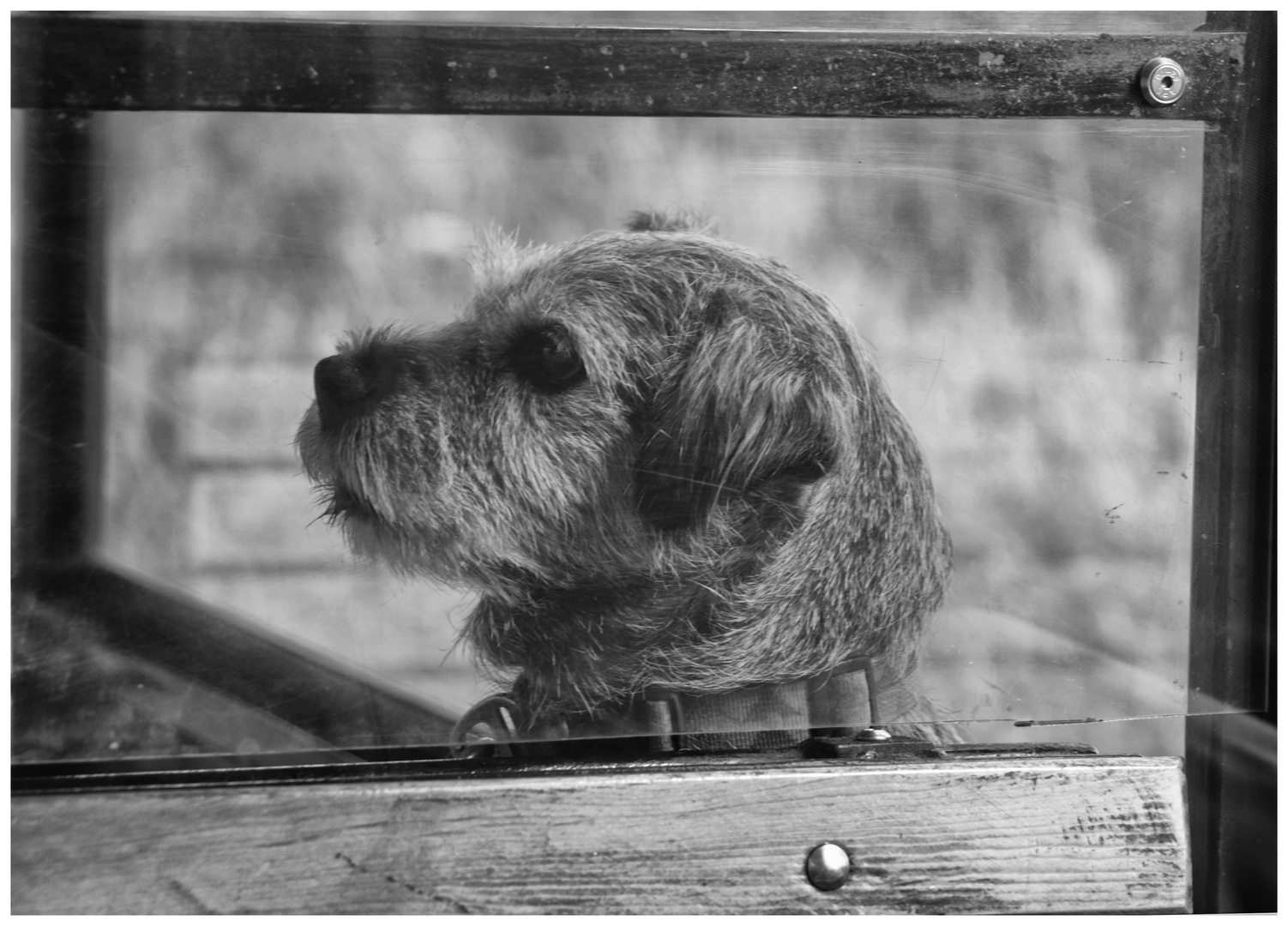 dog on the train 2