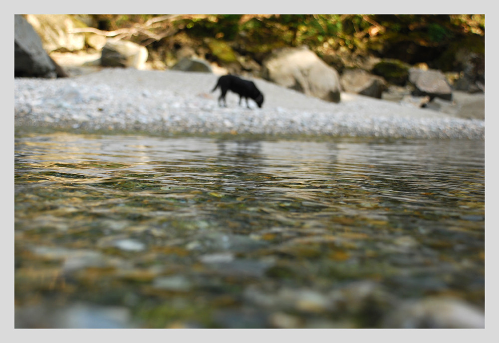 Dog on the Water