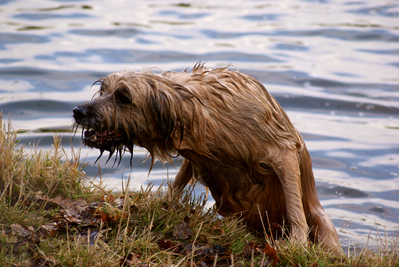 Dog out of water