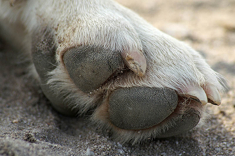 Dog paw