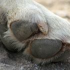 Dog paw