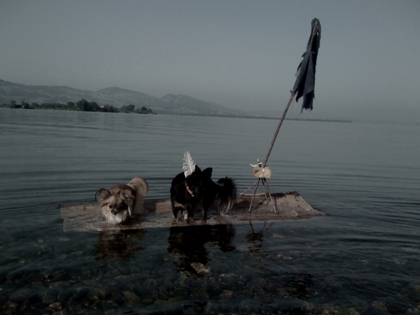 Dog Piraten auf see (bodensee mit blick in die schweiz ) handy aufnahme