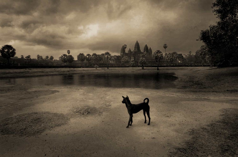 dog playing, angkor vat