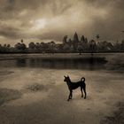 dog playing, angkor vat