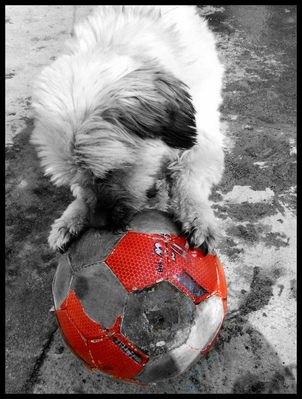 Dog playing football