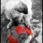 Dog playing football