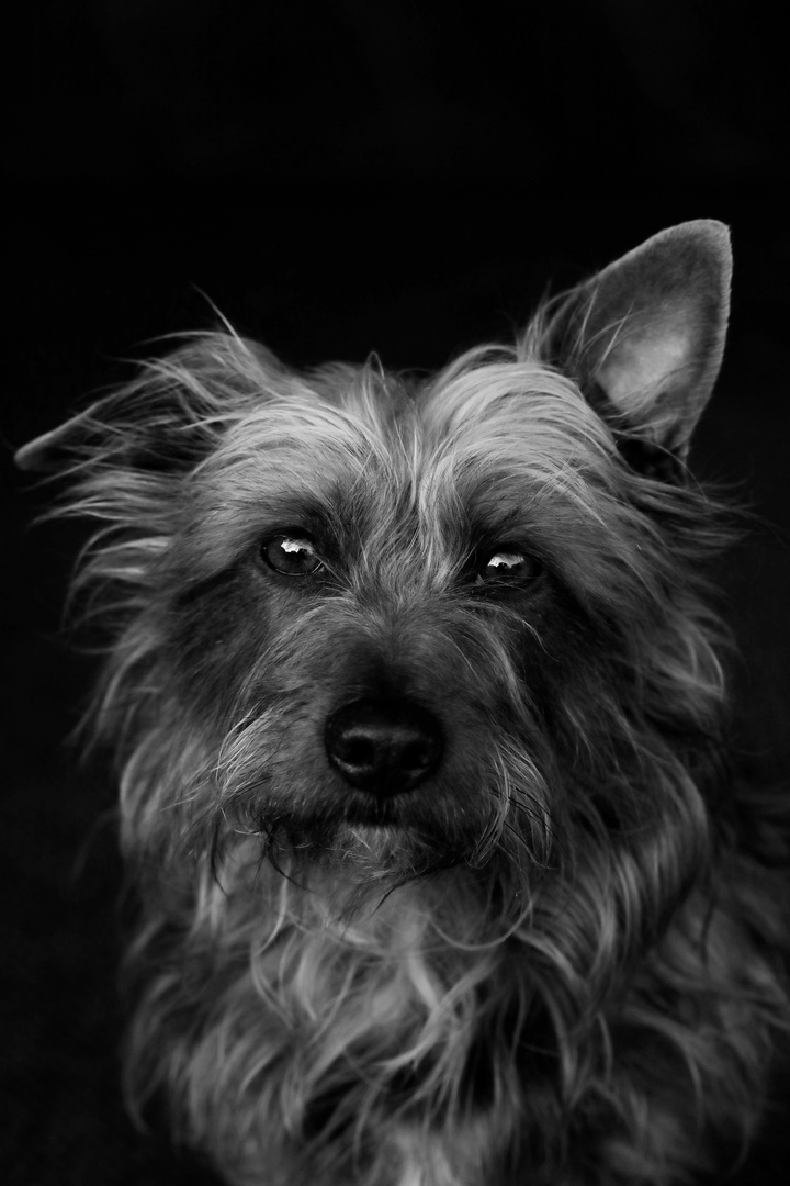 Dog Portrait in Black and White